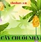 Cây Chuối Sứ